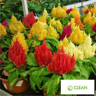 50H - HẠT GIỐNG HOA MÀO GÀ LỬA
