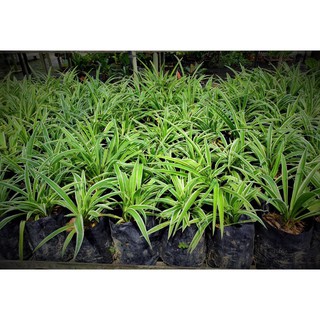 Chậu cây Lan Chi củ