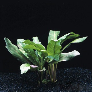 Cây thủy sinh Su Hào