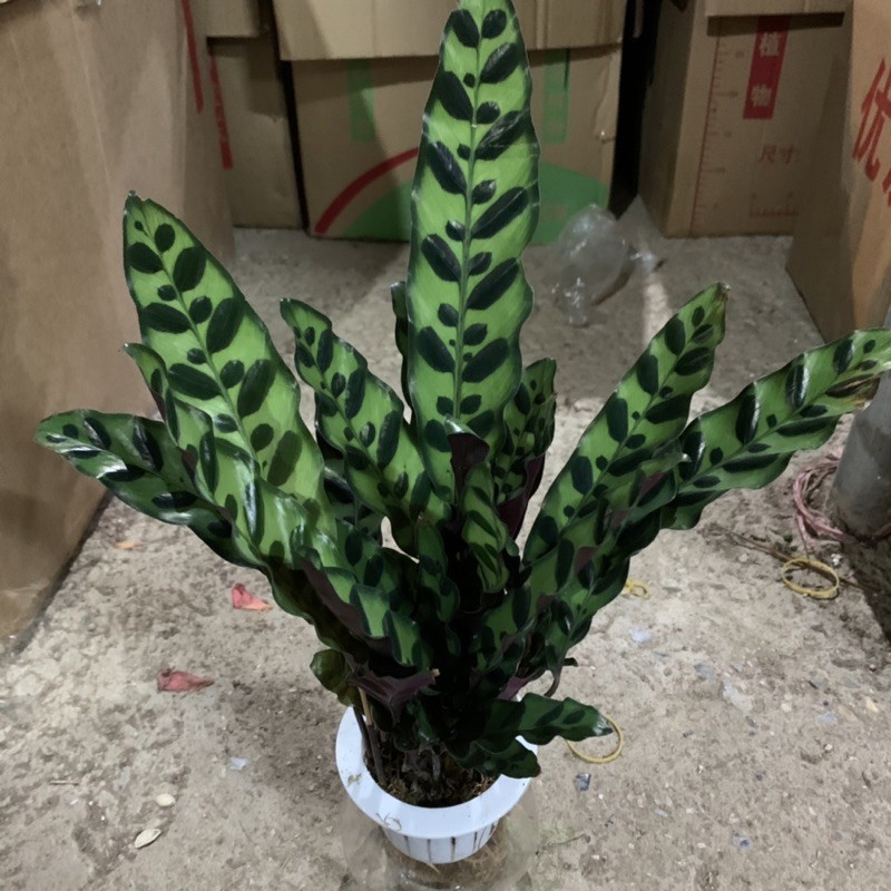 Cây đuôi phượng trồng bình thủy sinh cao 25cm, xanh tươi quanh năm, rất dễ chăm sóc, cây để bàn và trồng nội thất