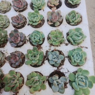Set  10 cây sen đá mini dạng vĩ giống mới