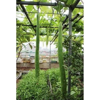Hạt giống bầu sao siêu dài đặc ruột 5h