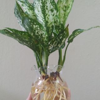 Bình Thủy Tinh Nuôi Cá - Trồng Cây