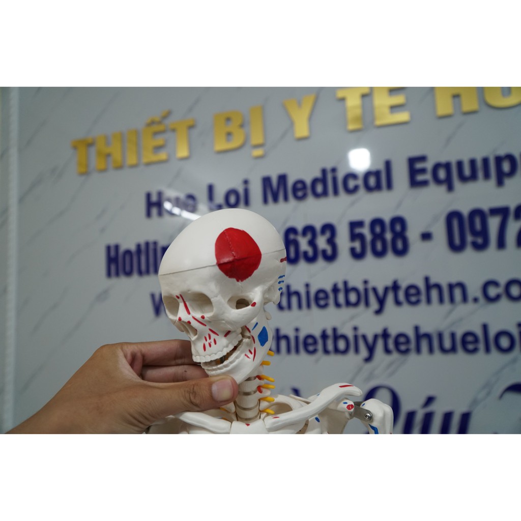 Mô hình xương người cao 85cm có rễ thần kinh từ cột sống