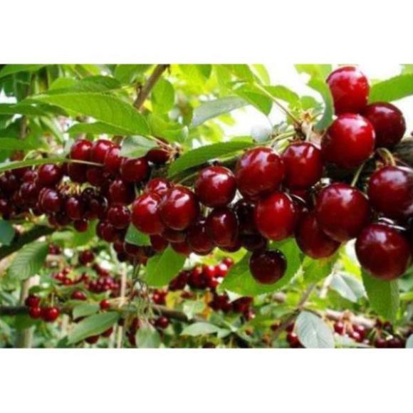 Cherry mỹ nhiệt đới 1 năm cho trái - Nhà Vườn Khánh Võ