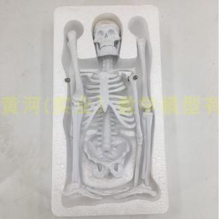 Mô Hình Bộ Xương Người 85cm