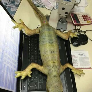 Gối thằn lằn 3D
