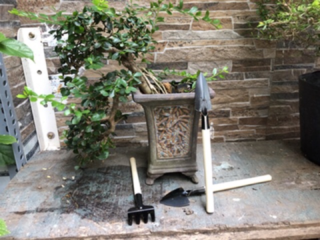 Bộ xẻng- 3 cây- dụng cụ làm vườn bonsai