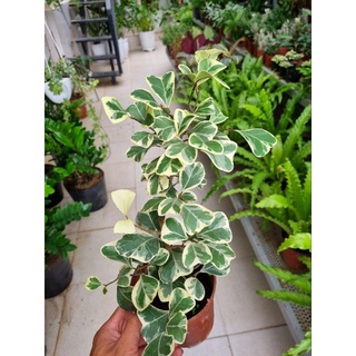 Cây bàn cẩm thạch - Ficus triangularis