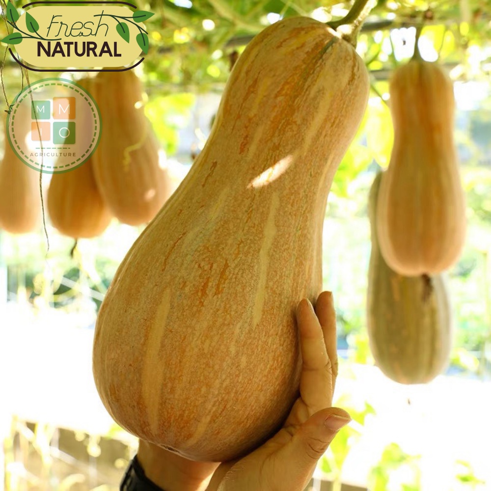 Hạt giống bí ngô mật ong Fuji