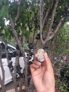 Nho thân gỗ
