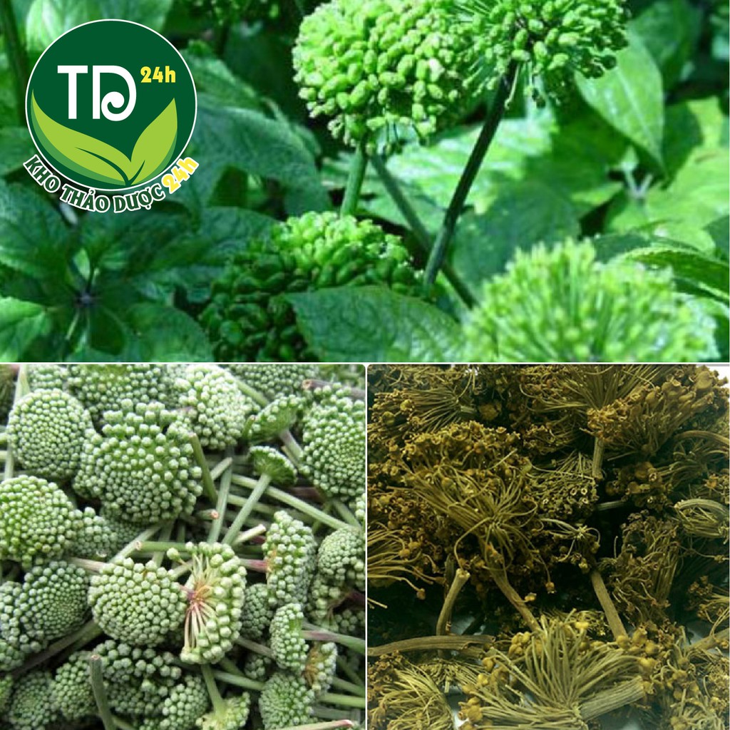 [Loại Thượng Hạng] Nụ tam thất bao tử Sapa, giúp ngủ ngon, mát gan, giải độc, tốt cho tim mạch | Kho thảo dược 24h