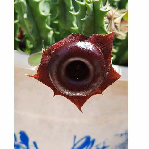 Sao biển Huernia hybrid "Korat crimson"