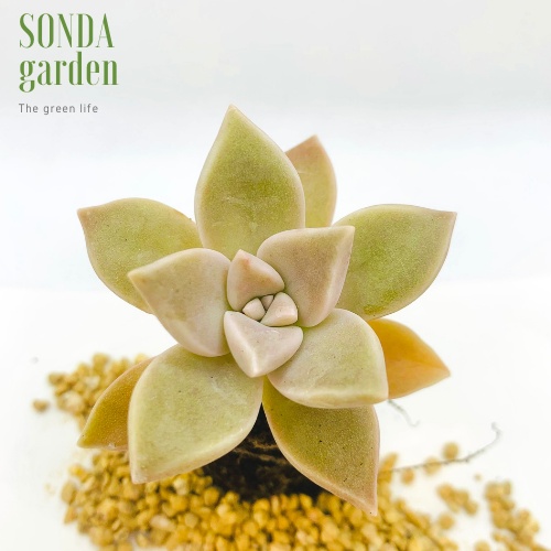 Sen đá đá ma SONDA GARDEN size mini 2.5-4cm, xuất xứ Đà Lạt, khoẻ đẹp, lỗi 1 đổi 1