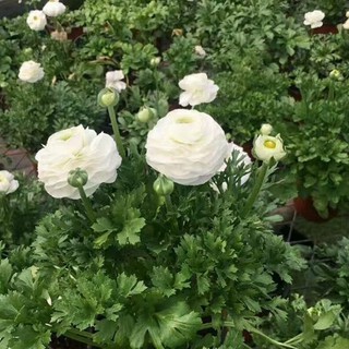 Củ giống hoa hồng mao lương trắng ( 1 củ kèm 1 viên nén ươm củ )