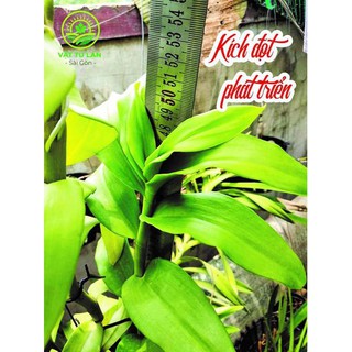 Phân hữu cơ đậm đặc BOUNCE BACK túi 05kg