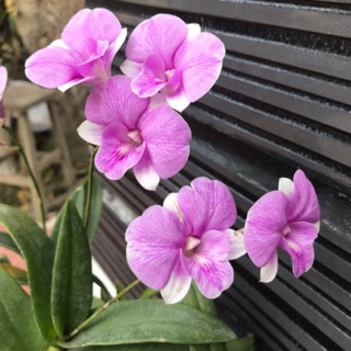 Hoa Lan dendro mini yaya - nhiều mặt hoa