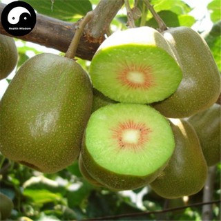 Hạt giống kiwi