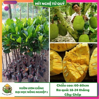 Cây giống mít nghệ tứ quý F1 cao 70cm-90cm, giống mít nghệ tứ quý đại học nông nghiệp 1, cây mít nghệ bốn mùa