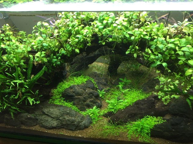 Bể cá thủy sinh
