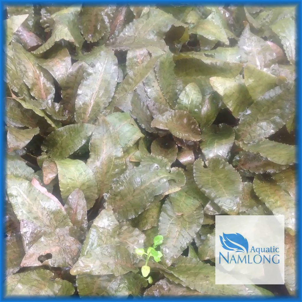 Tiêu thảo nâu - Cây thủy sinh dễ trồng trang trí bể cá