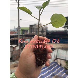 Cây cà tím