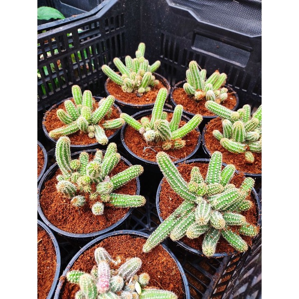 Chậu cứng Xương rồng ngón tay Đà Lạt