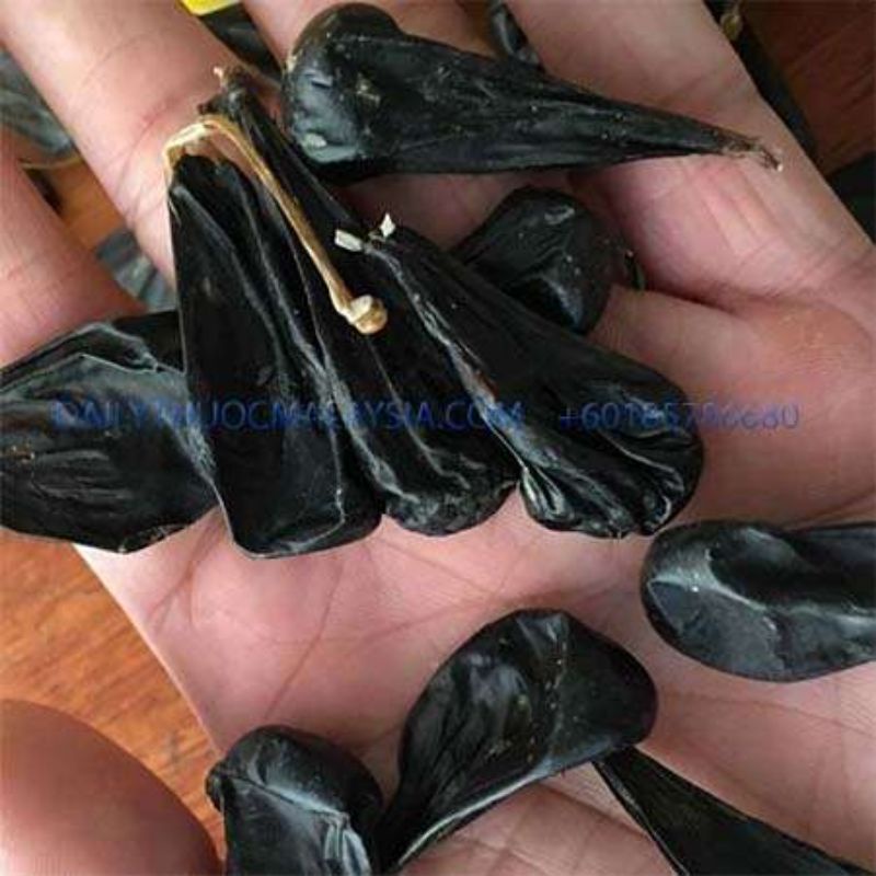 Mật kỳ đà rừng