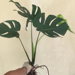 Cây trầu bà Nam Mỹ