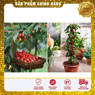 Hạt Giống Anh Đào