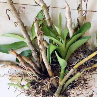 Trầm tím lá nhựa- đang nụ