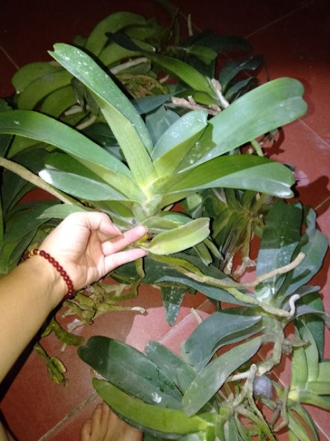 Hoa phong lan Đai châu lá mít bóc trụ (ngọc điểm) Tặng kèm túi dây phân dê