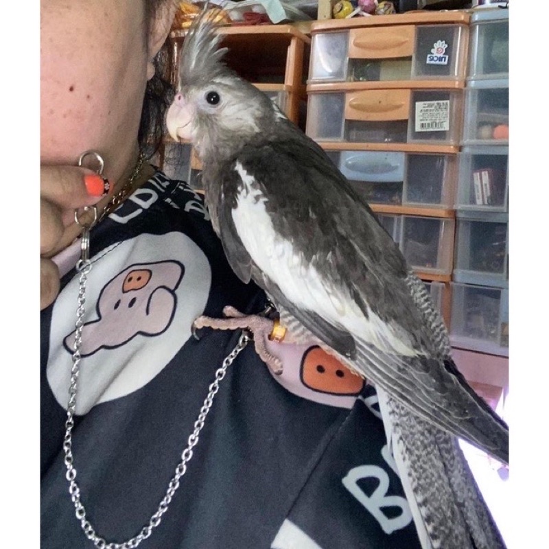 Xích chân , vòng chân cho cockatiel , greencheek , lovebird , yến phụng ..