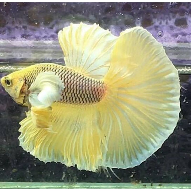 BETTA Đuôi Xòe Siêu Đẹp giao ngẫu nhiên-2Con trống tặng thức ăn