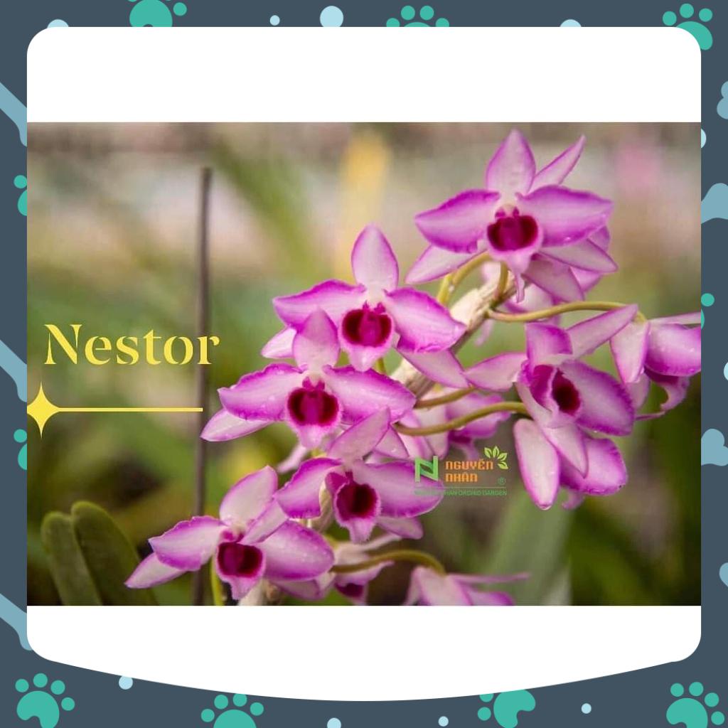 [Có bảo hành] trầm nestor hoa chớp hồng cao 10-15 cm hàng ươm kie rất đẹp