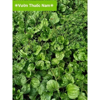 Cây mã đề tươi 1kg