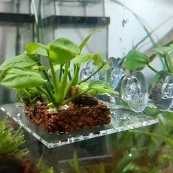 Vỉ mica acrylic ươm ráy,tấm nâng giá thể trồng rêu bucep , vỉ trồng cây thủy sinh, khay trồng rêu