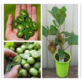 Hạt giống kiwi lùn - Kiwi bonsai F1