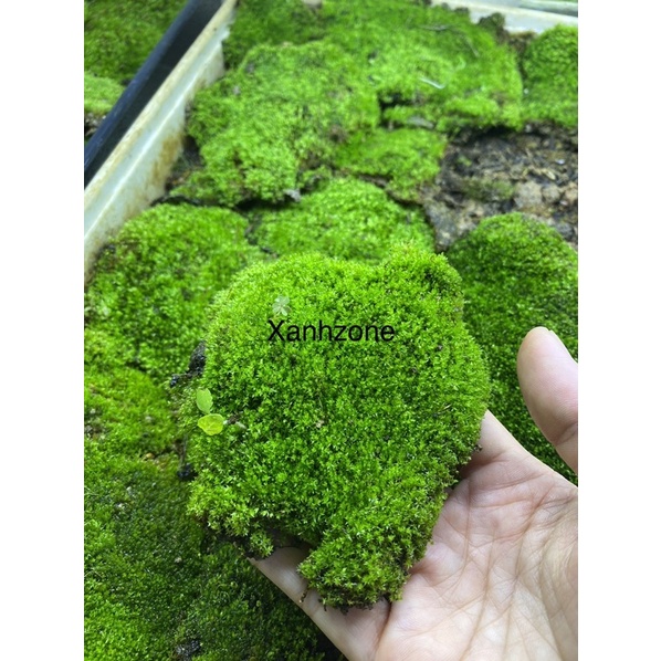 Rêu sao, rêu trồng bán cạn, rêu terarium ,rêu đắp bon sai, tiểu cảnh xanh đẹp