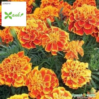 Hạt giống cúc vạn thọ ong lửa gói 50 hạt