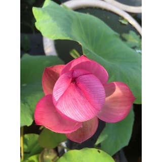 Củ sen Hạ Mơ