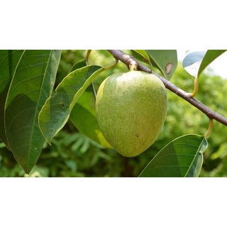 Trái bình bát sống