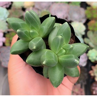 siêu giảm giá Sen đá kim cương xanh