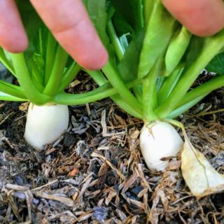 10G - CỦ CẢI TRẮNG THÁI LAN