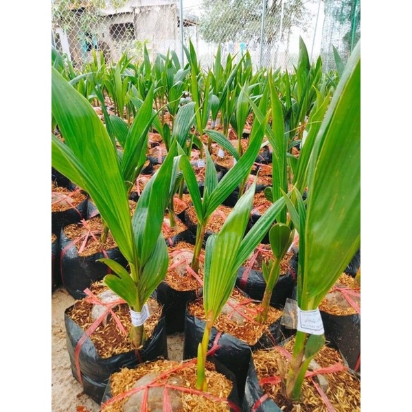 Cây dừa xiêm xanh lùn