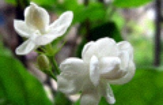 Chè thái nguyên ướp nhài