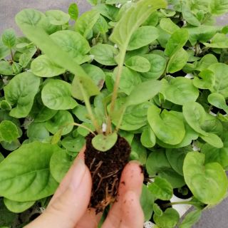Combo 15 cây giống đồng tiền lùn mix màu