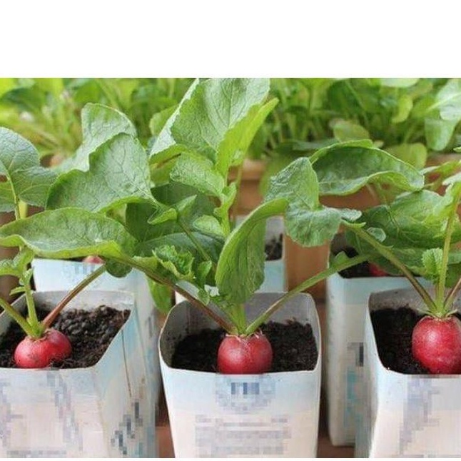 Hạt giống củ cải đỏ cherry chất lượng cao