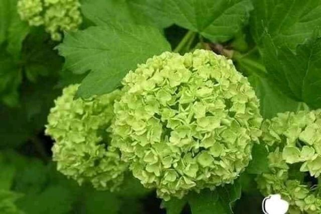 Cây giống cẩm tú cầu  ảnh thật