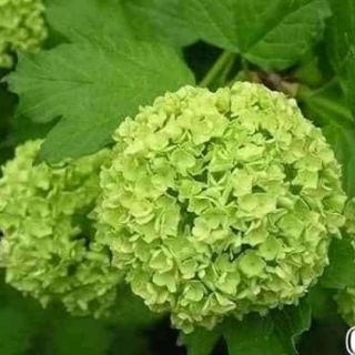 Cẩm tú câu sell cực combo 10 cây